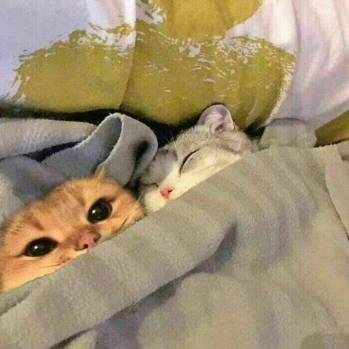 спят усталые котейки, лапки спят...