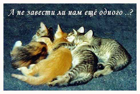 Нет у нас подушки, нет и одеяла, жмемся мы друг к дружке, чтоб теплее стало
