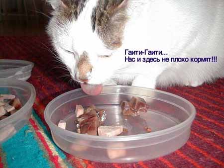 Таити,дурень. В Гаити ГОЛОД.