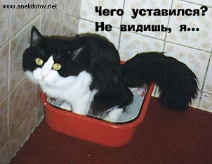 это чей такой прикольный котяра?