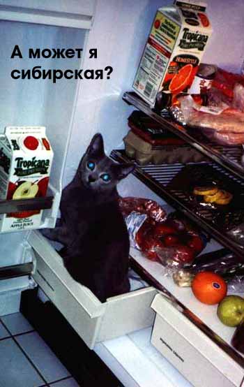 ...а может я чеширская, но, елочки, я - хороша!
