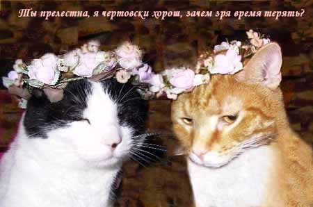 Жених и невеста