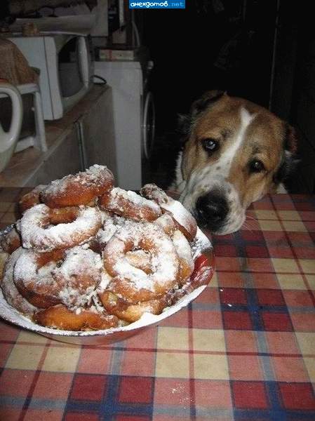 Вот как ТАКОЕ охранять? Хозяин мучает опять....