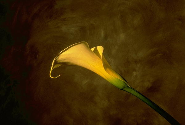 ����������� ����� | Virtual Flowers