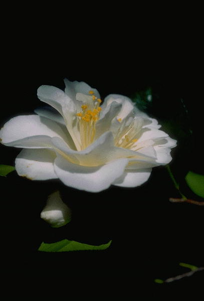 ����������� ����� | Virtual Flowers