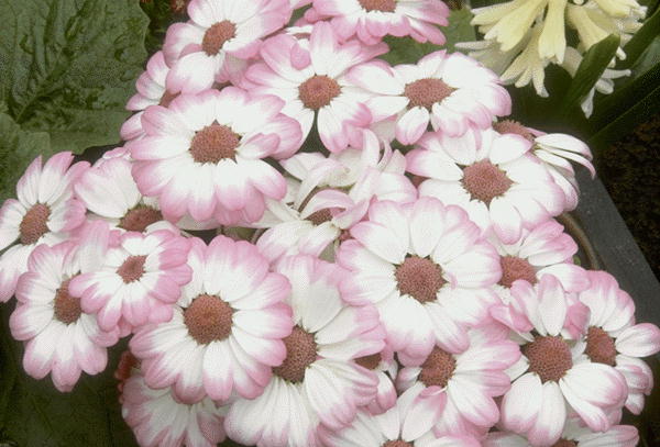 ����������� ����� | Virtual Flowers