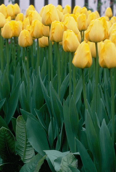 ����������� ����� | Virtual Flowers