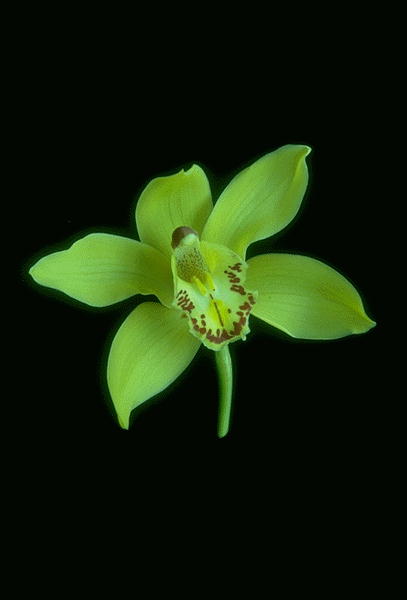 ����������� ����� | Virtual Flowers