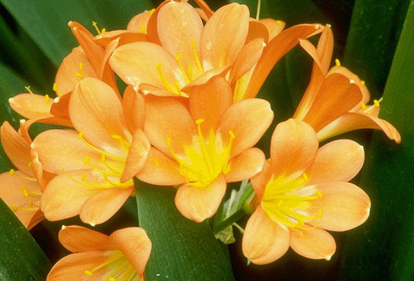 ����������� ����� | Virtual Flowers