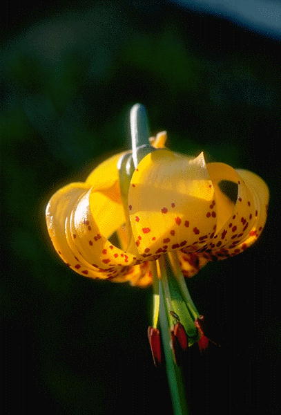 ����������� ����� | Virtual Flowers