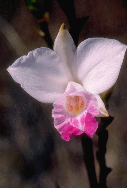 ����������� ����� | Virtual Flowers