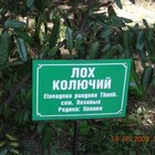 Лох, он и в Японии лох pic