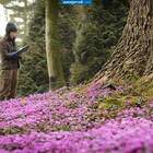 перепись цветов для Красной Книги pic