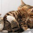 Нежность!!! pic