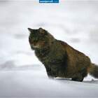 я сибирский кот и снег моя стихия pic