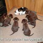 У матерого кота хрен забалуешь! pic