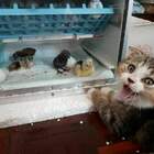 - Сеня! Дичь! pic