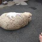 А ничего, что это козленок? pic