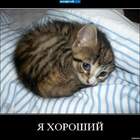Всего полгода, а дальше наглая зажратая морда pic