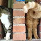 Кошачий преобразователь. pic