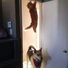 Кота не видели? pic