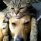 шапка-кошанка pic