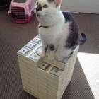 Когтеточка для кота олигарха с местом для угощений pic