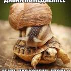 — Йух-хууу! — кричала улитка, сидя верхом на черепахе pic