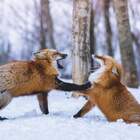 -Кума, послушай про волка новый анекдот! pic