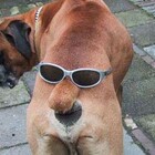 Двуликий Янус pic