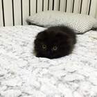 Однако охотник растет! pic