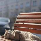 "Солнечный котик на подзарядке)"