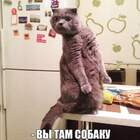 Чёйта тама? pic