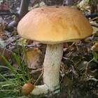 Мужик!!!!!!! pic
