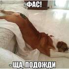 Хозяйка да бегу, бегу я pic
