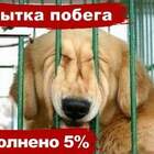 Вот еще чуточку и получится Альф! pic