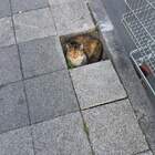 Котоубежище pic