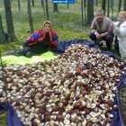 Четвертый день они не могли выйти из леса- грибы не отпускали pic