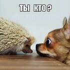 Пипец,кактус ползает!... pic