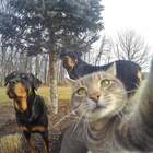 Уже коты делают селфи. Эпидемия pic