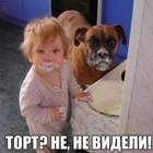 Наглые рыжие морды ;) pic