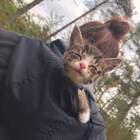 "Дочь Чеширского кота"