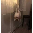 "Летучий кот ждёт летучих мышей"