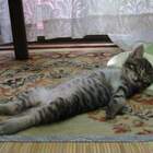 уигрался! pic