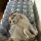 УпаКотка pic