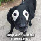 Веном нашёл себе нового хозяина))) pic