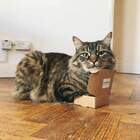 Для поимки кота нужна коробка. Размер не имеет значения. pic