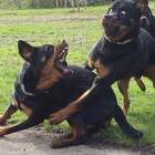 Уйди!!! Я во дворе стесняюсь!!! pic