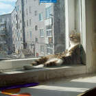 У меня мурлыкало такая же балдежница pic