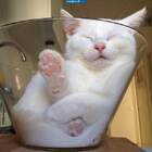 Еще одно доказательство что коты-жидкость! pic